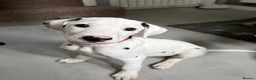 Dalmatian dogs for sale: Dalmatian puppies ready advert fully - Advert 39