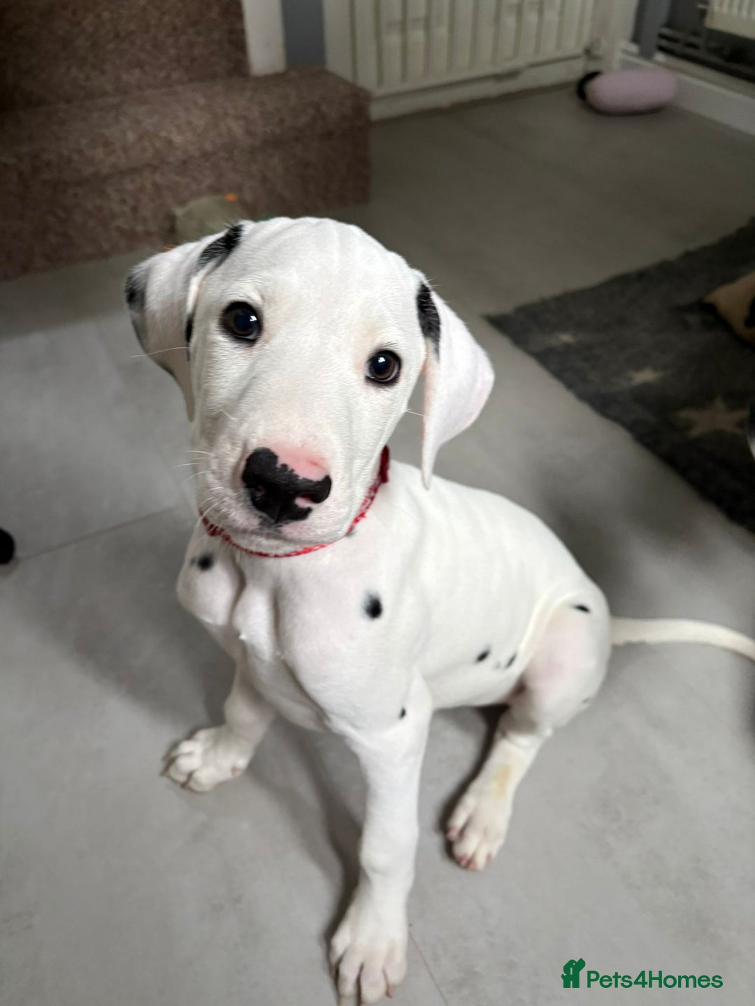Dalmatian dogs for sale: Dalmatian puppies ready advert fully - Advert 39