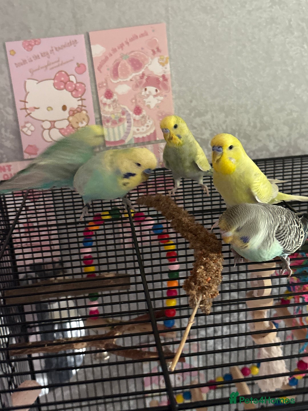 Budgerigars birds for sale: Flock of 5 Budgies (3 Handtamed) - Image 5