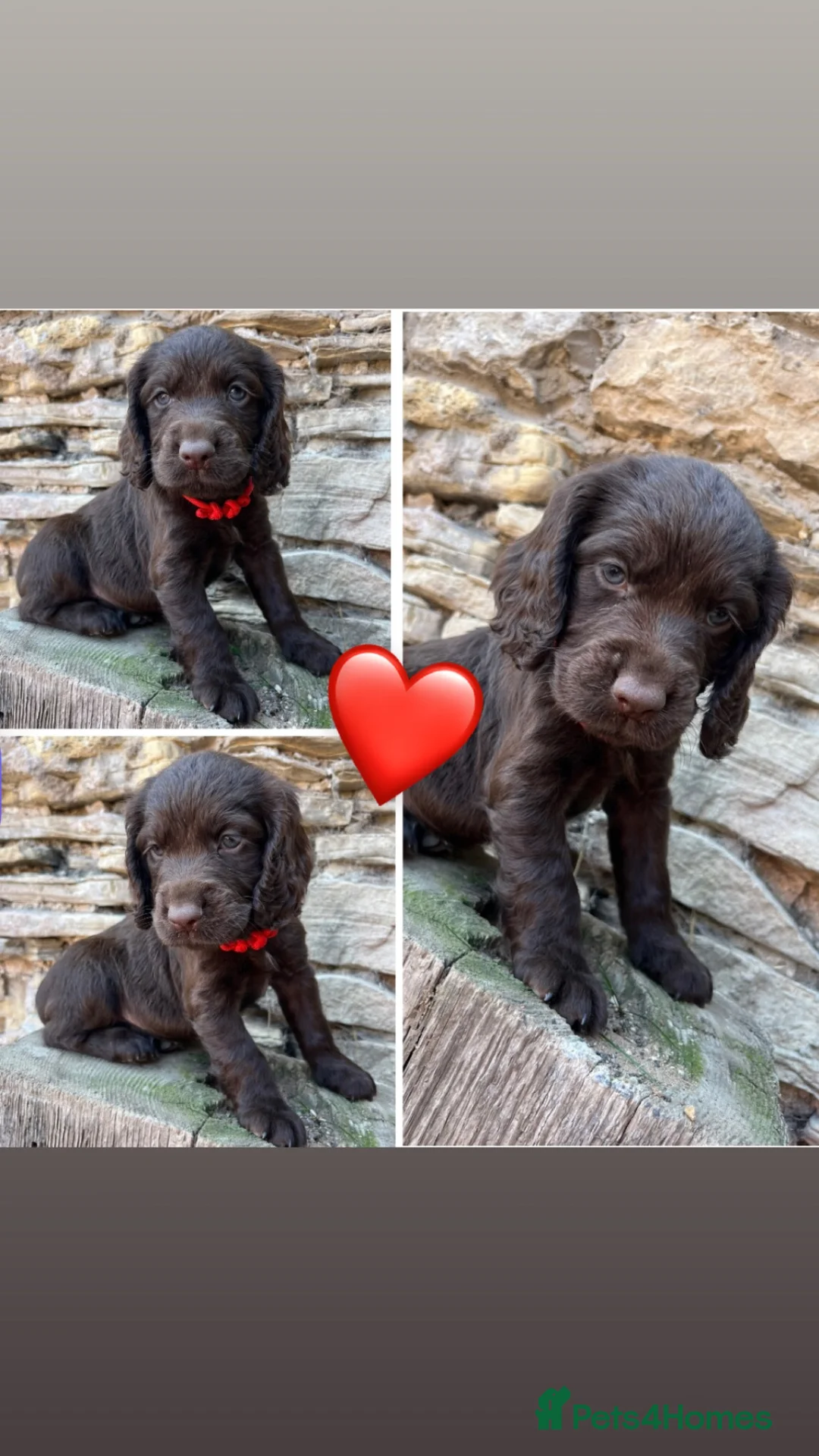 Cocker Spaniel dogs for sale: Working Cocker X Show Cocker  - Advert 11