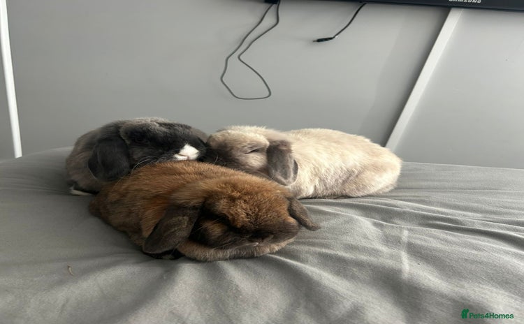 Mini Lop rabbits - Advert 4