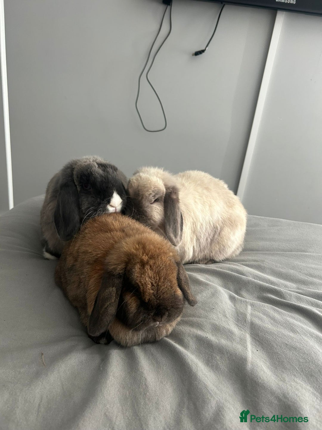 Mini Lop rabbits for sale: 2 female 1 male to be rehomed  - Image 1