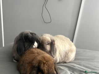 Mini Lop rabbits - Advert 3