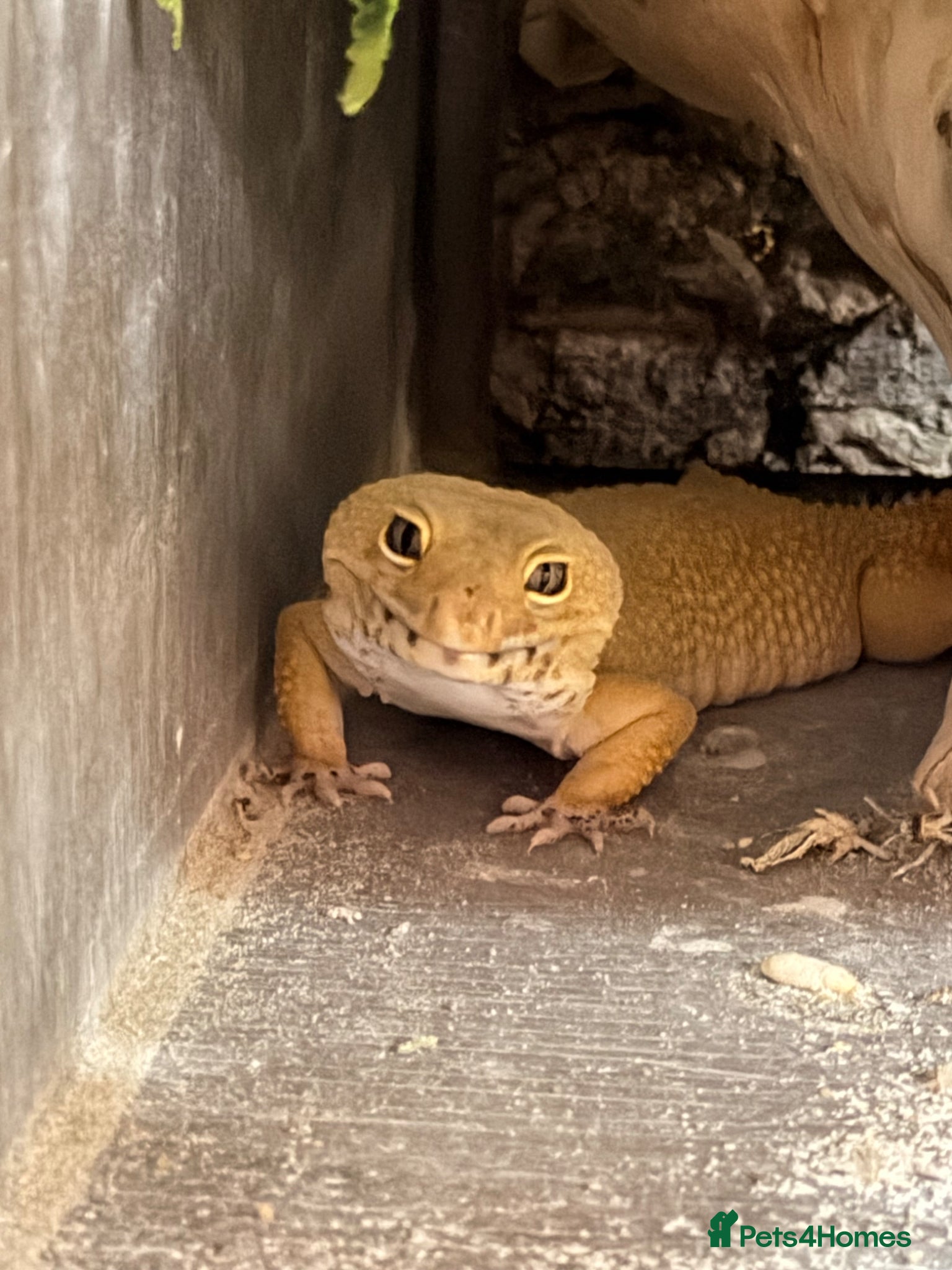 Leopard Gecko reptiles Leopard gecko and full set up  - Advert 1