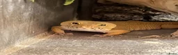 Leopard Gecko reptiles for sale: Leopard gecko and full set up  in Leicester - Advert 1
