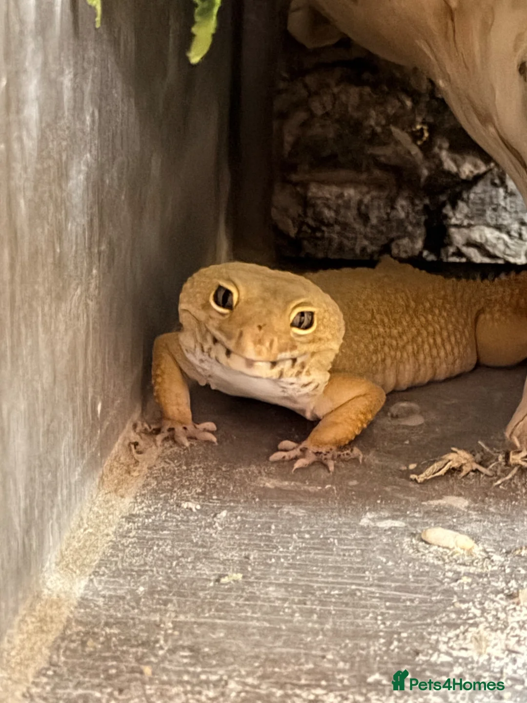 Leopard Gecko reptiles for sale: Leopard gecko and full set up  in Leicester - Advert 1