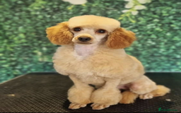 Cockapoo dogs for sale: Champion-Line Cockapoos From Health Tested Parents - Image 11