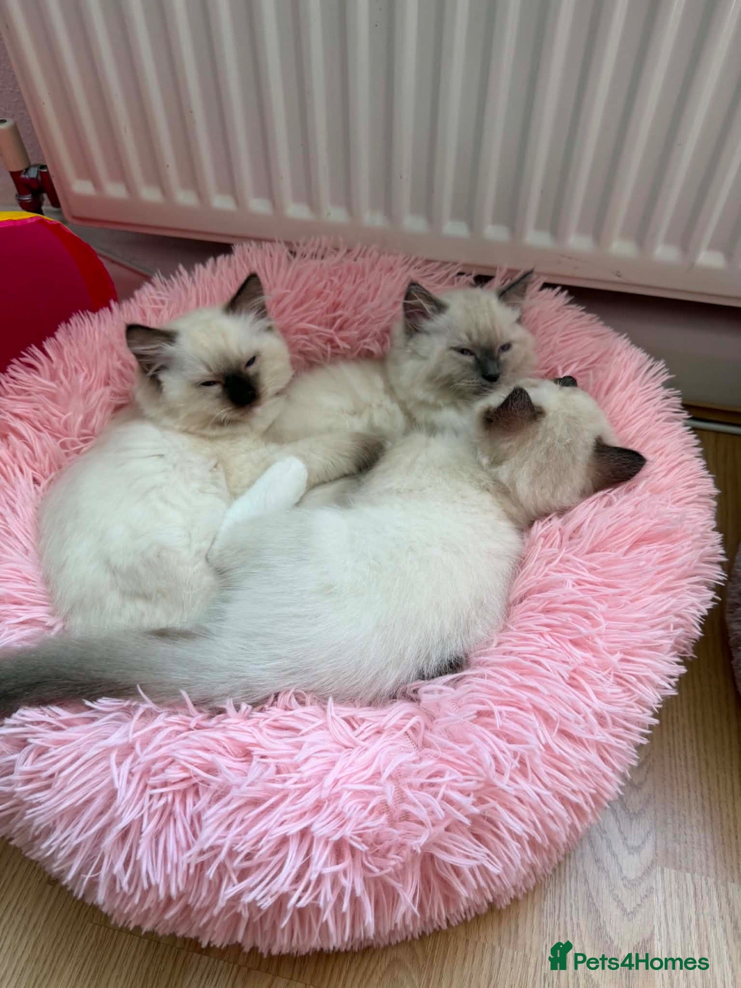 Ragdoll cats Ragdoll - Advert 13