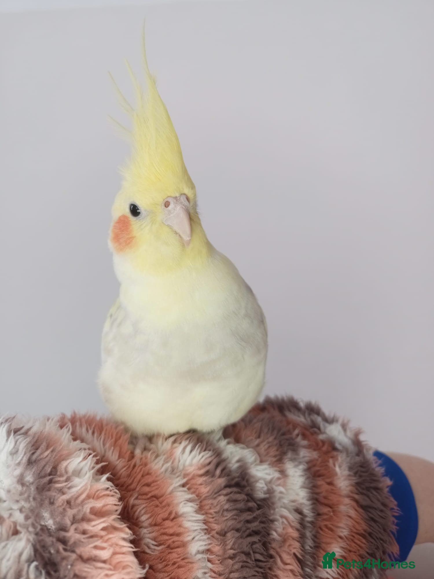 Cockatiels birds Superb hand-reared female cockatiel. - Advert 1