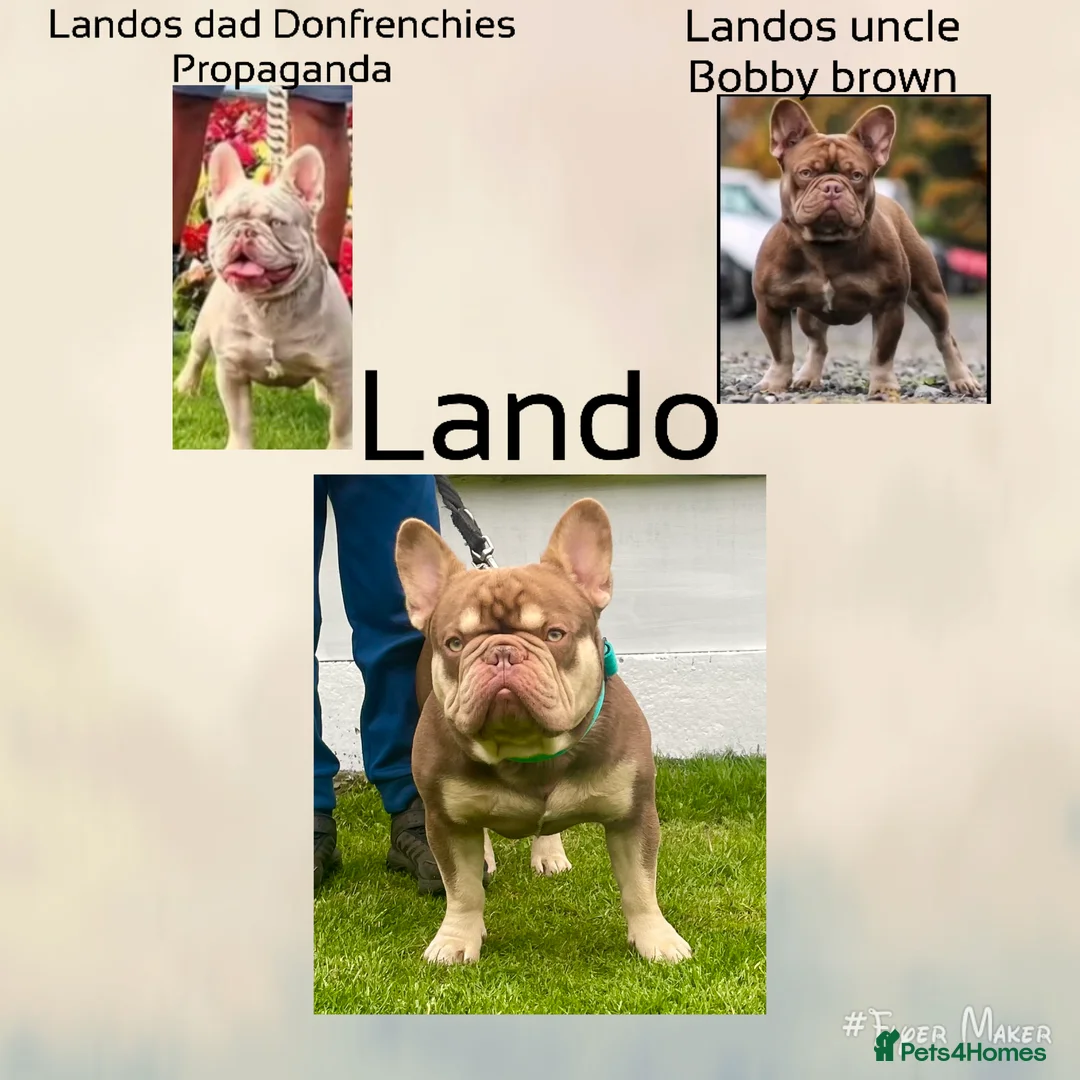 French Bulldog dogs for stud: new shade chocolate and tan carrying fluffy stud in Rochdale - Advert 4