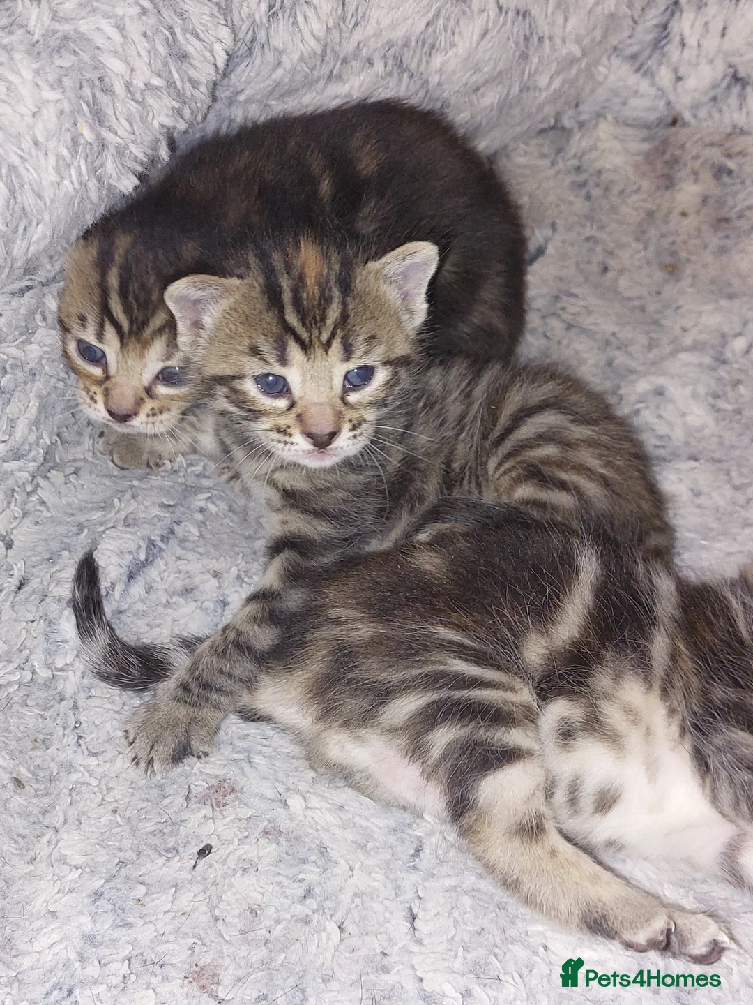 Mixed Breed cats for sale: Beautiful mixed tabby&bengal  in Clydebank - Advert 2