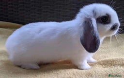 Mini Lop rabbits for sale: MINI LOP BUNNIES / PEDIGREE  - Image 26