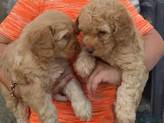 Cockapoo dogs Cream Cockapoo girls - Advert 3
