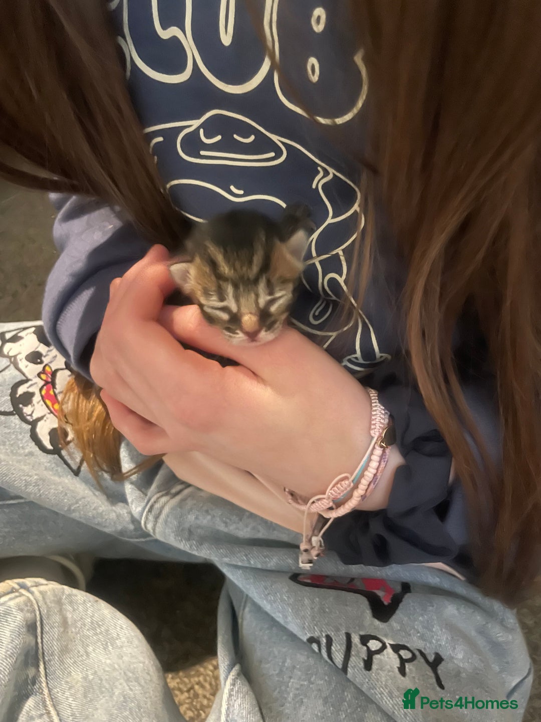 Mixed Breed cats for sale: 4 Beautiful Bears  - Advert 10