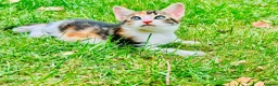 Mixed Breed cats for sale: Mixed breed kittens - Advert 9