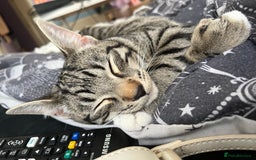 Mixed Breed cats for sale: Rambo and Pika - Image 2