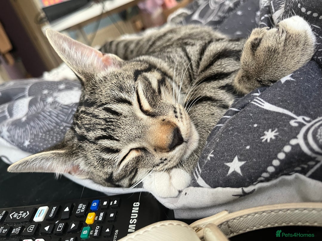 Mixed Breed cats for sale: Rambo and Pika - Image 2