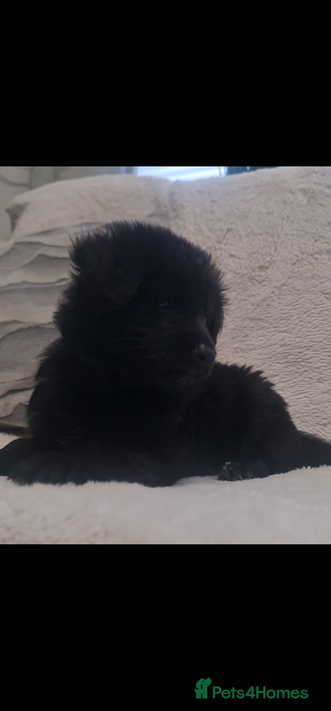 German Shepherd dogs KC, Top Quality Long Hair GSD Puppies  - Advert 7