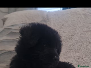 German Shepherd dogs KC, Top Quality Long Hair GSD Puppies - Advert 3