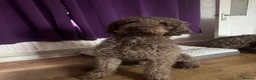 Labradoodle dogs for stud: Labradoodle for Stud in Chesterfield - Advert 8