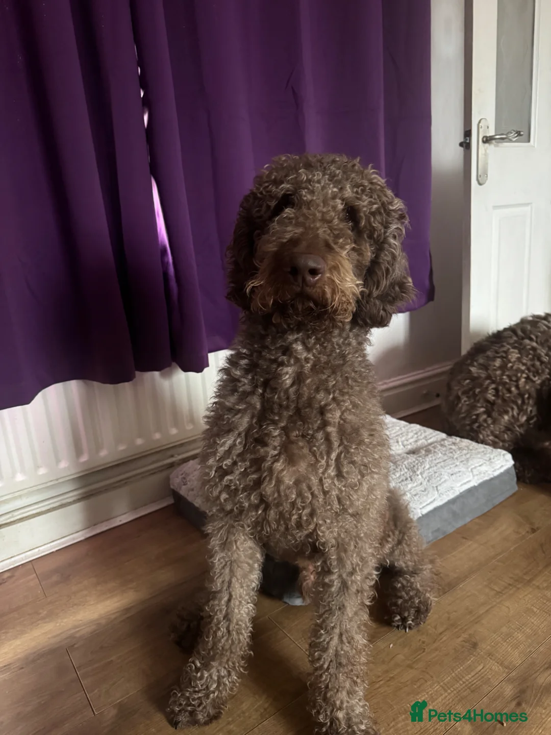 Labradoodle dogs for stud: Labradoodle for Stud in Chesterfield - Advert 8