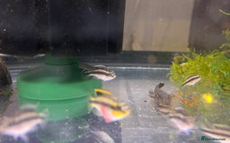 Cichlids fish for sale: Kribensis cichlid  - Image 6