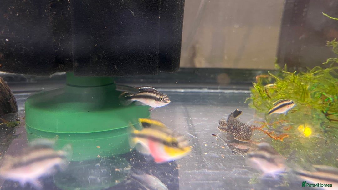 Cichlids fish for sale: Kribensis cichlid  - Image 6