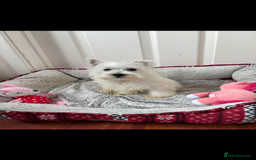 West Highland Terrier dogs for sale: 4 stunning west highland terrier puppies for sale - Image 5