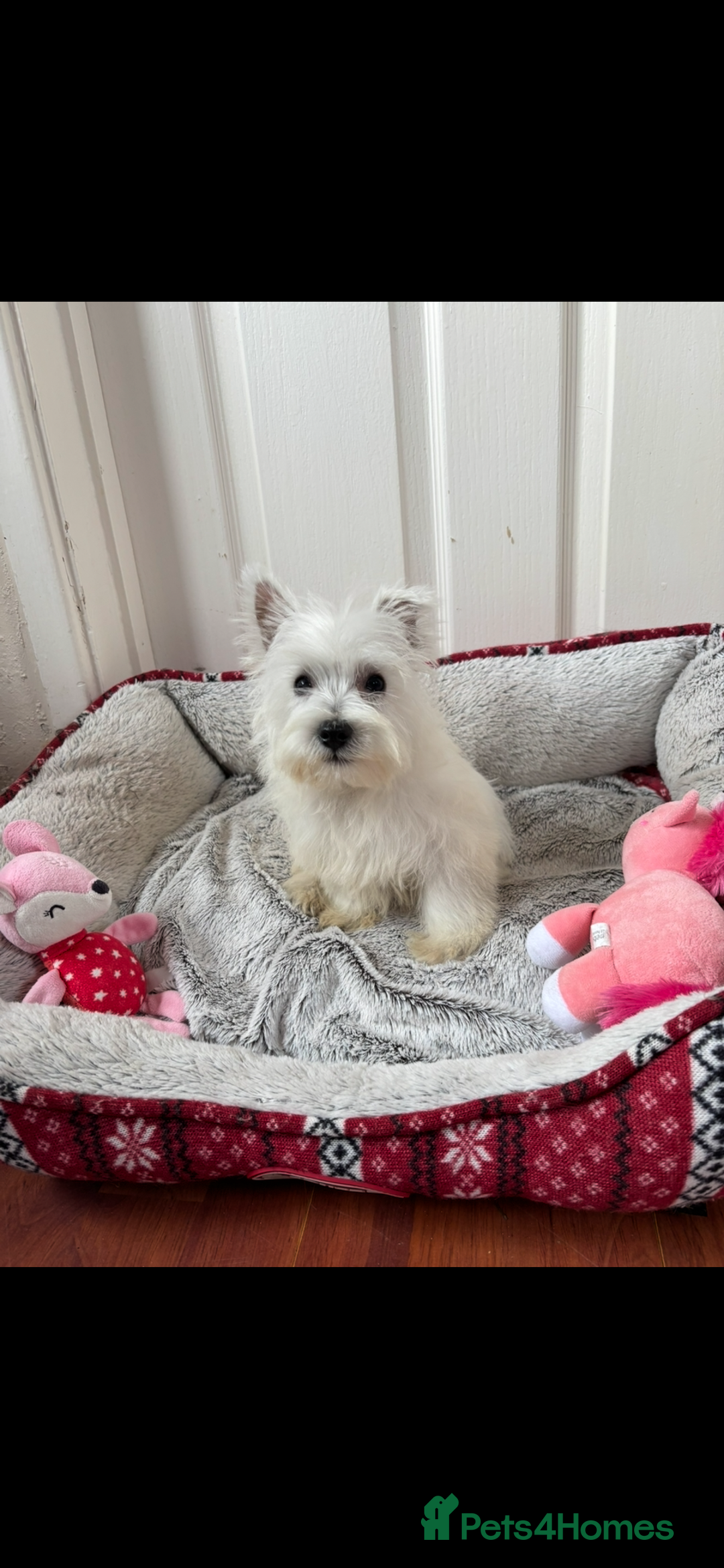 West Highland Terrier dogs for sale: 4 stunning west highland terrier puppies for sale - Image 5