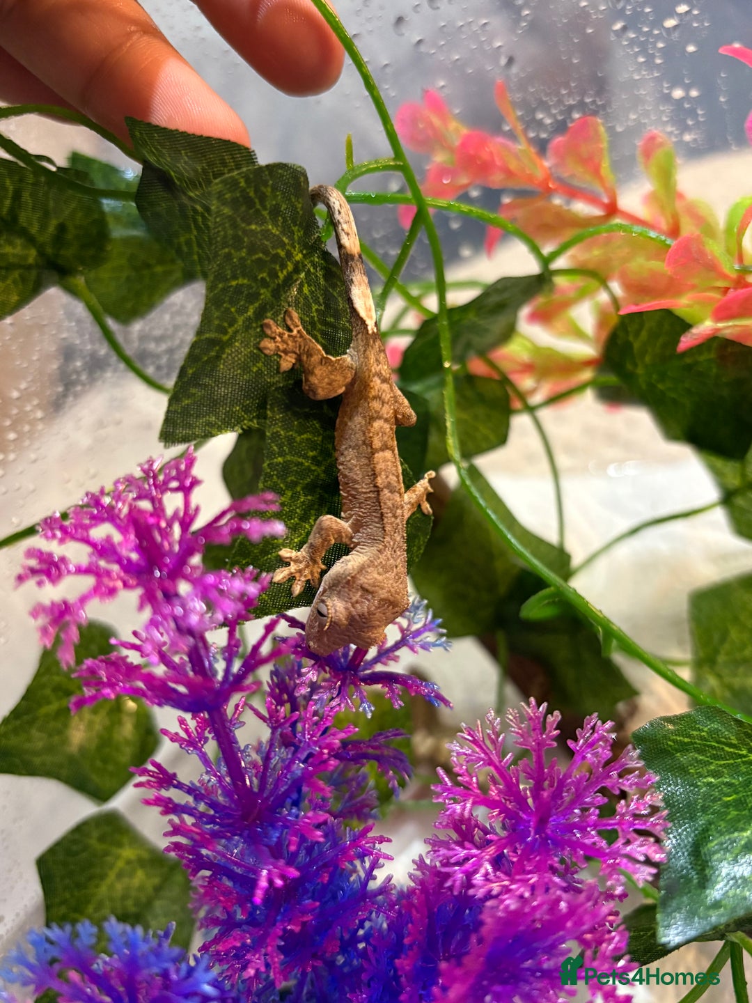 Gecko reptiles for sale: Crested geckos  - Image 2
