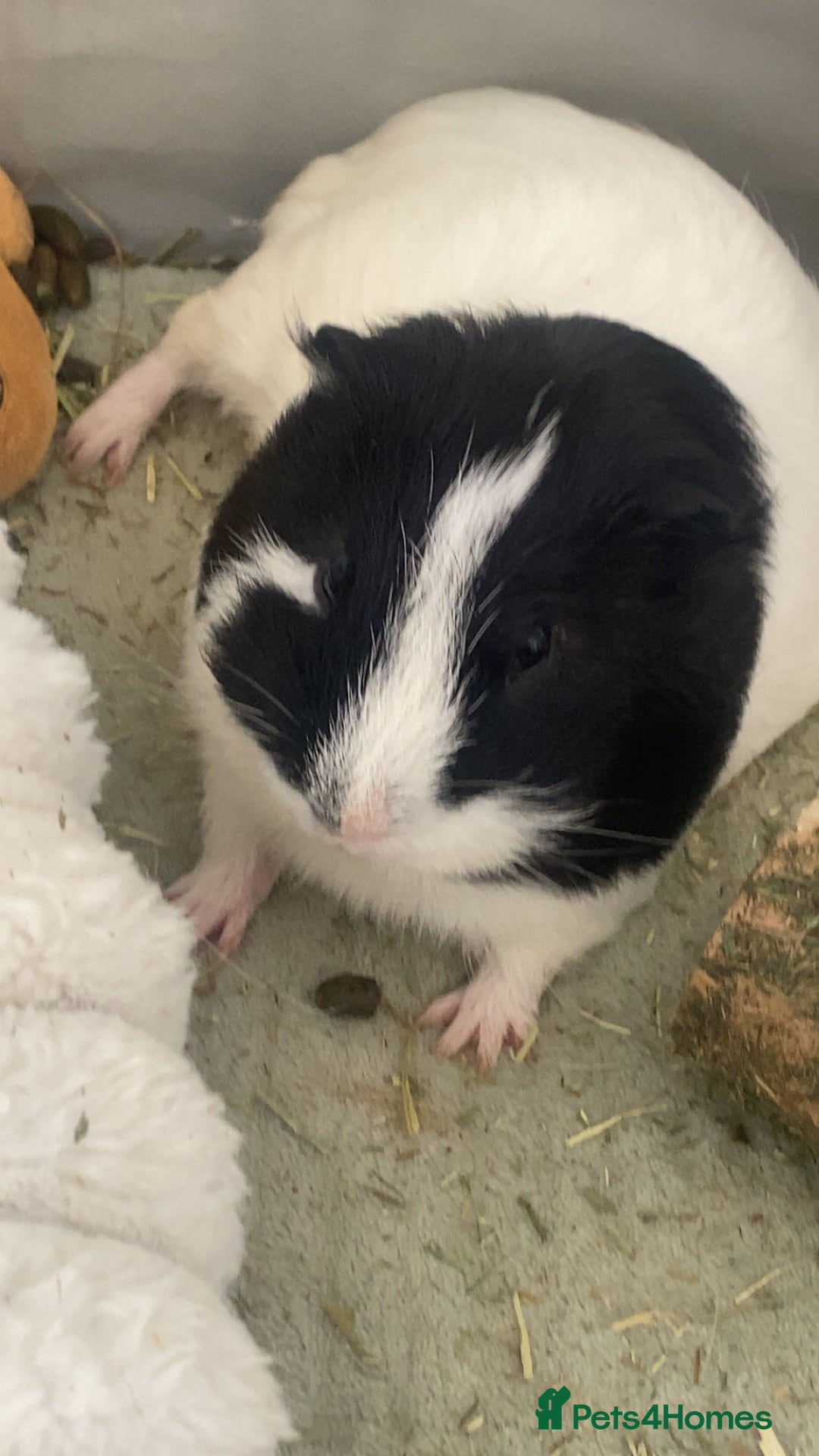 Guinea Pig rodents for sale: Brother Guinea pigs  - Image 2