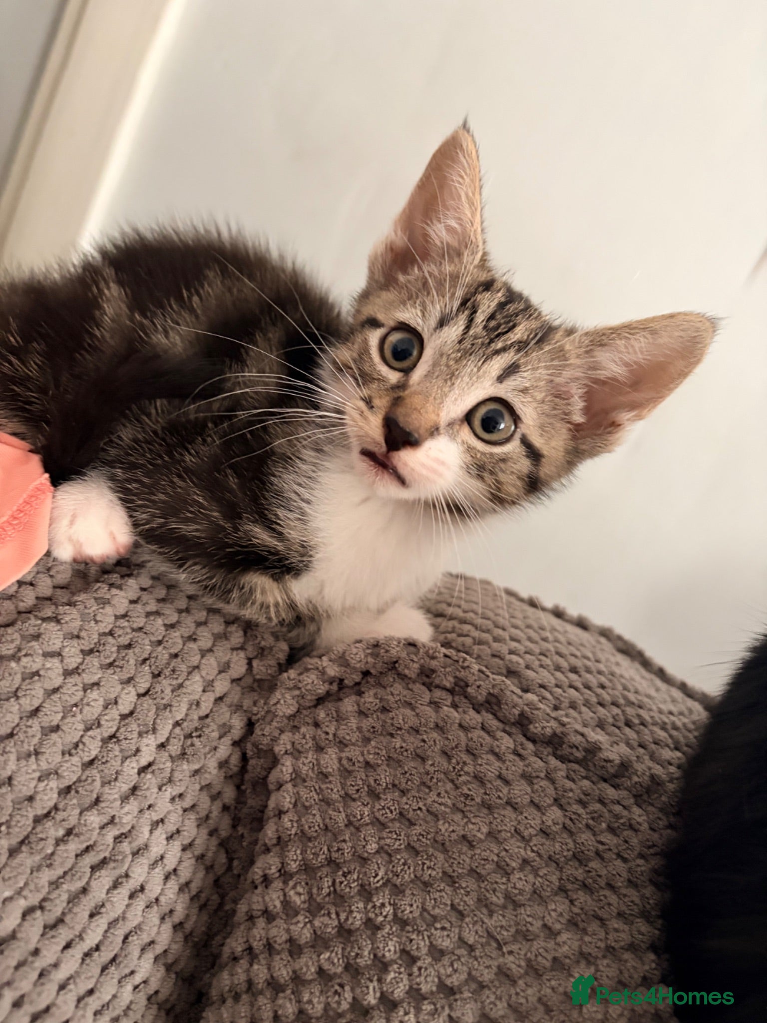 Mixed Breed cats 6 kittens for sale 2 left  - Advert 11