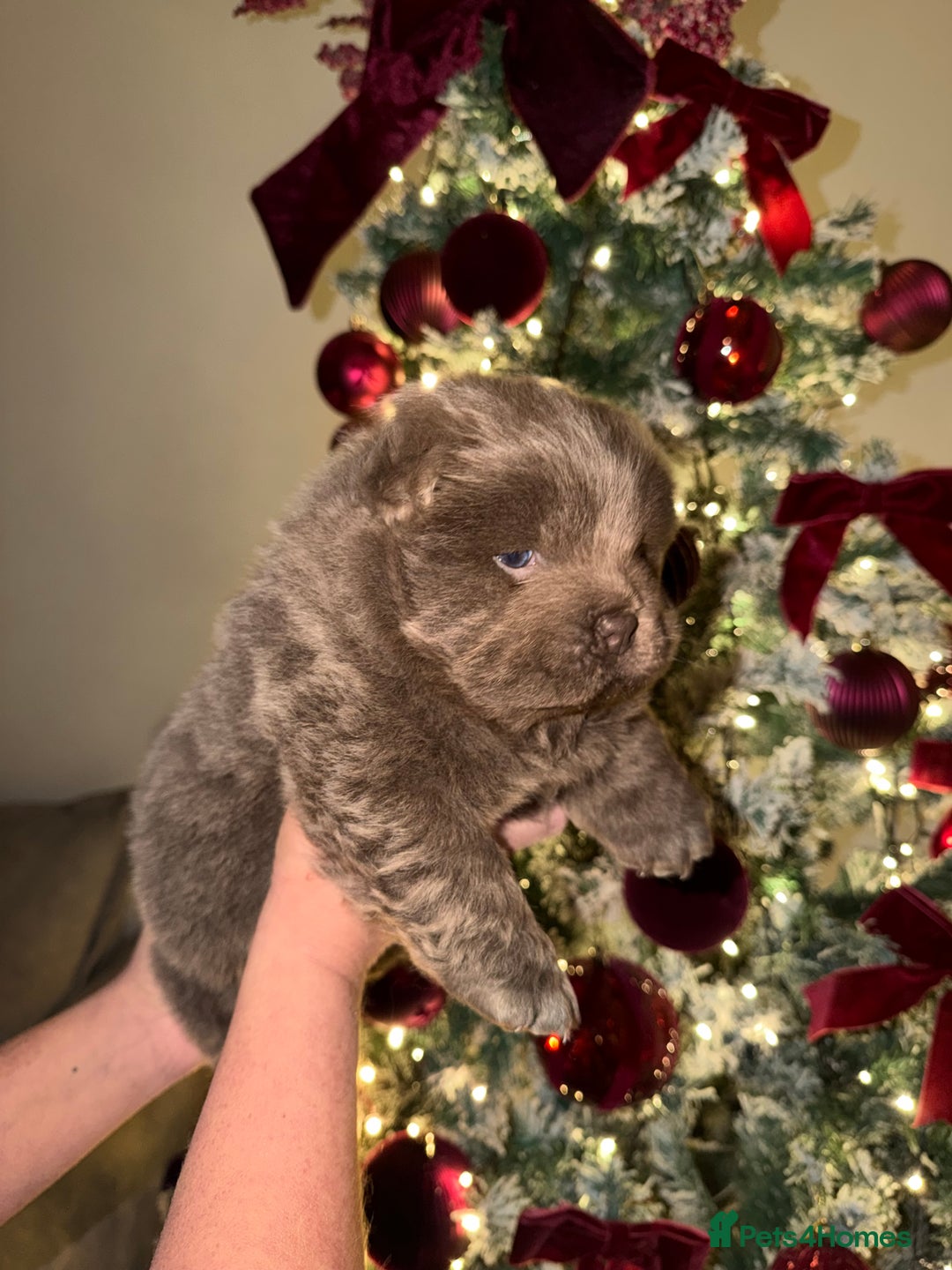 Chow Chow dogs for sale: Lilac Merle and lilac chow chow puppies for sale  - Advert 7