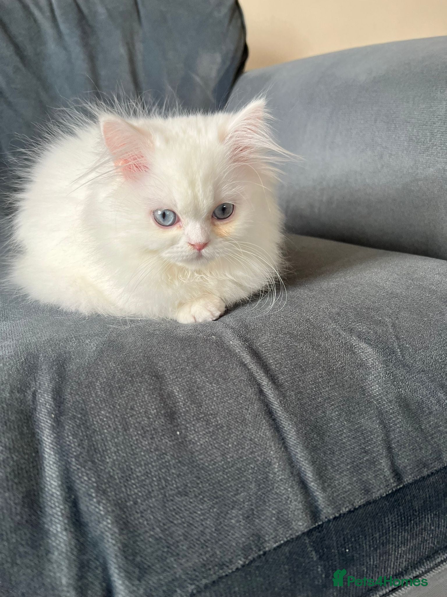 Persian cats Persian white mother cat and 2 female kittens  - Advert 1