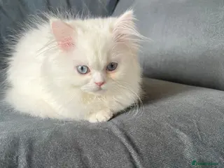 Persian cats Persian white mother cat and 2 female kittens - Advert 1