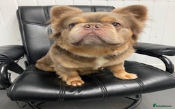 French Bulldog dogs for sale: NEWSHADE ISABELLA FLUFFY BOY - Image 1