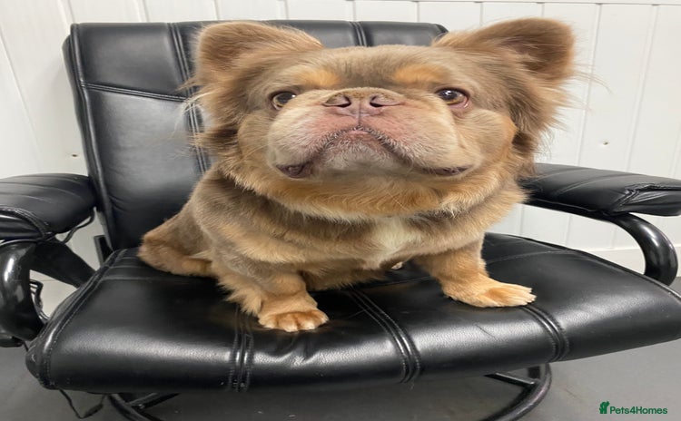 French Bulldog dogs - Advert 13