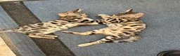 Bengal cats for sale: Two male Bengal X kittens available. Price reduced - Advert 5