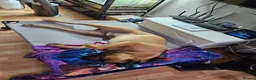 Mixed Breed dogs for sale: Staffy cross cane Corso  - Advert 2