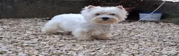 West Highland Terrier dogs for sale: KC 20 month old girl - Advert 5