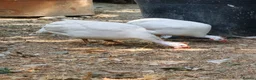 Guinea Fowl poultry for sale: Pure white guinea fowl  - Advert 2
