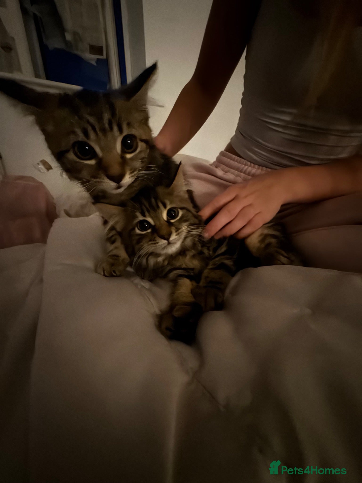 Mixed Breed cats 2 Female maine coon x tabby kittens  - Advert 3