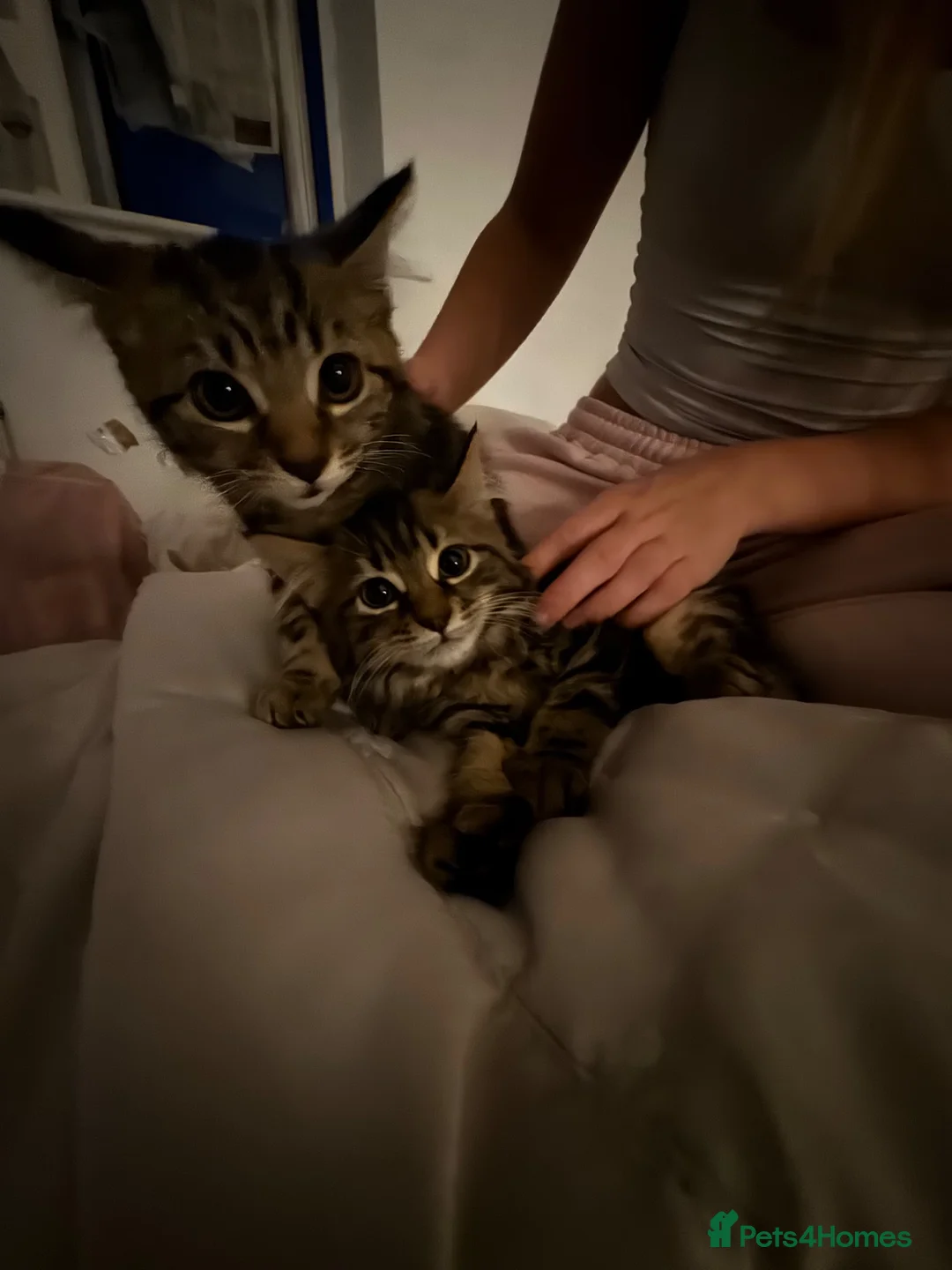 Mixed Breed cats for sale: 2 Female maine coon x tabby kittens  in Bolton - Advert 1