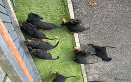 Rottweiler dogs for sale: Rottweiler/rotty puppies - Image 33