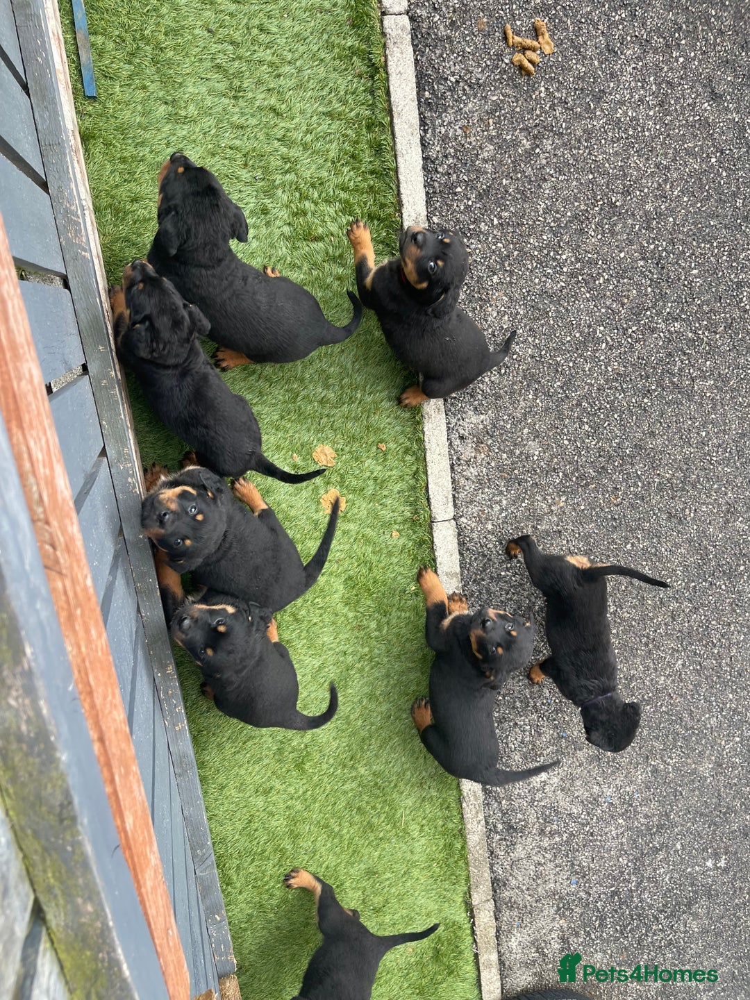 Rottweiler dogs for sale: Rottweiler/rotty puppies - Image 33