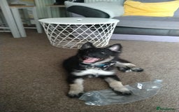 Mixed Breed dogs for sale: Mixed 3mnth old puppy - Image 1