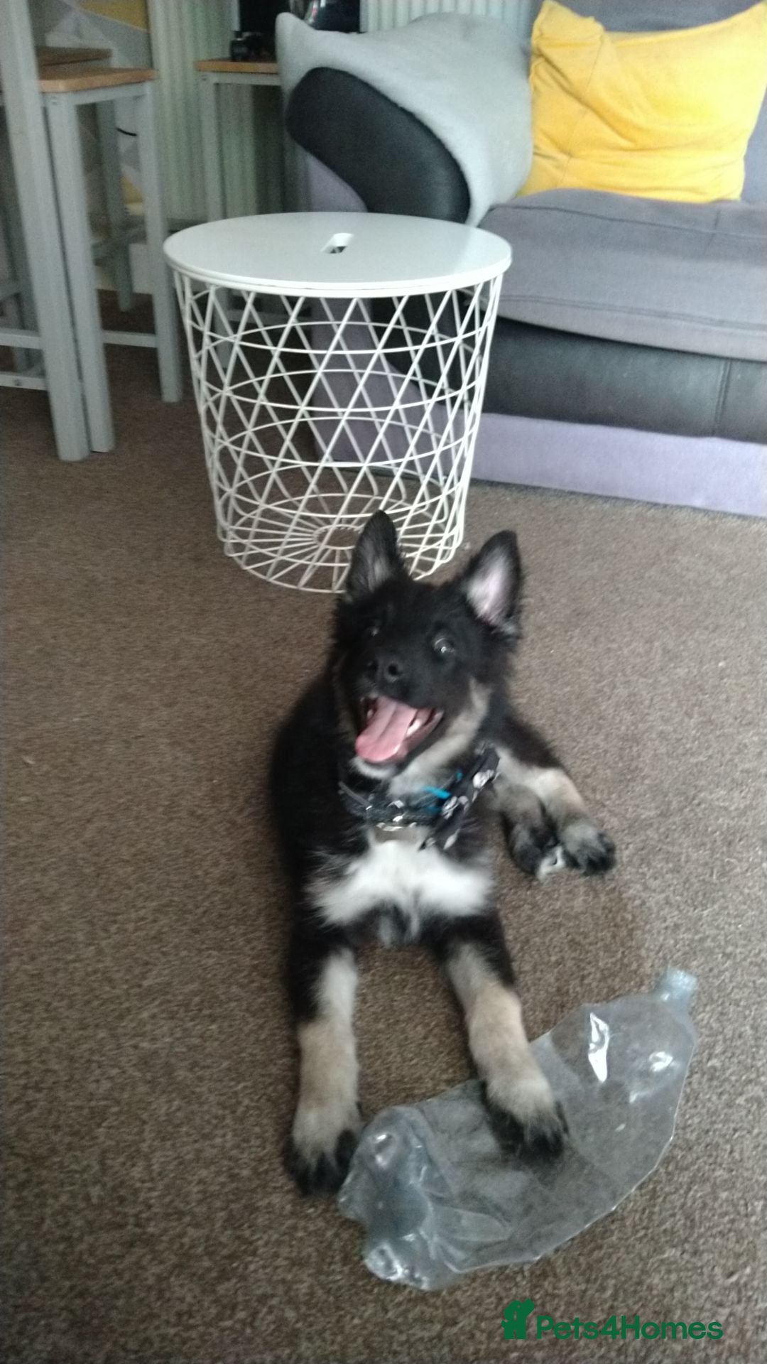 Mixed Breed dogs for sale: Mixed 3mnth old puppy - Image 1