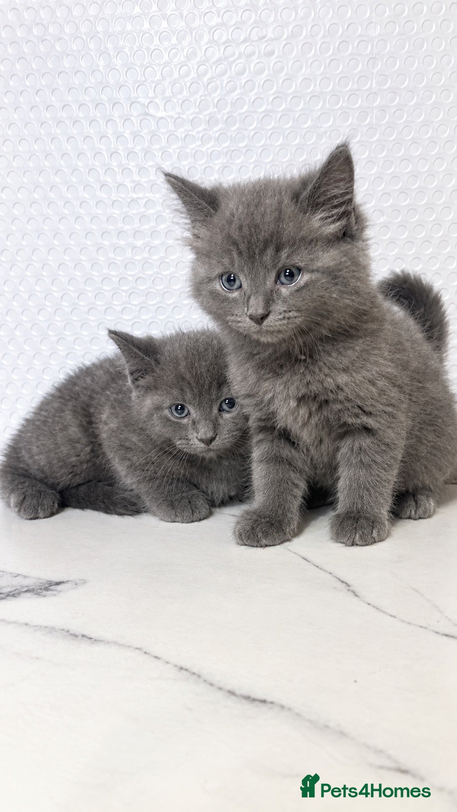 British Shorthair cats BSH KITTENS READY TO LEAVE 💓💙 - Advert 4