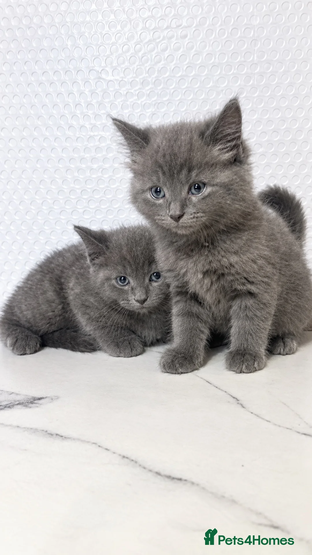 British Shorthair cats for sale: BSH KITTENS READY TO LEAVE 💓💙 - Advert 1
