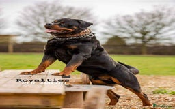 Rottweiler dogs for sale: Beautiful KC registered Rottweiler puppies  - Image 32